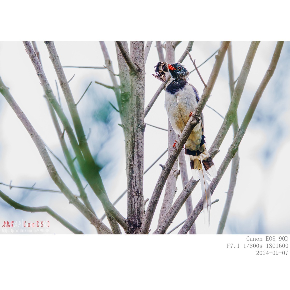 抓食蝙蝠的红嘴蓝鹊