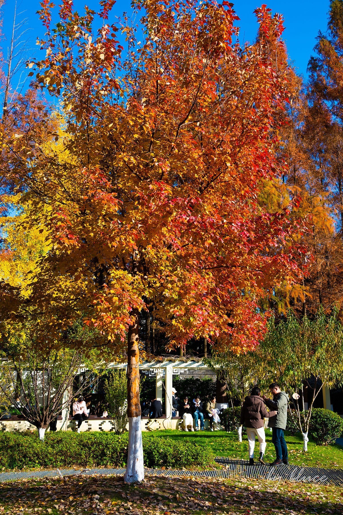 再游总统府【续】