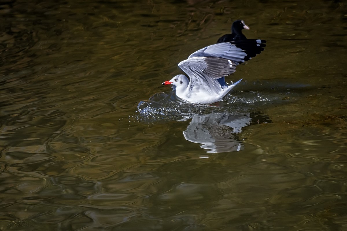 云南大理 · 洱海月湿地