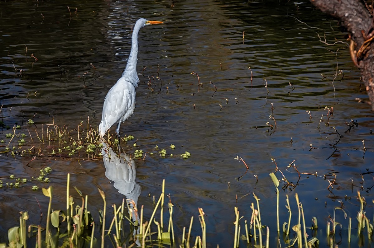 云南大理 · 洱海月湿地