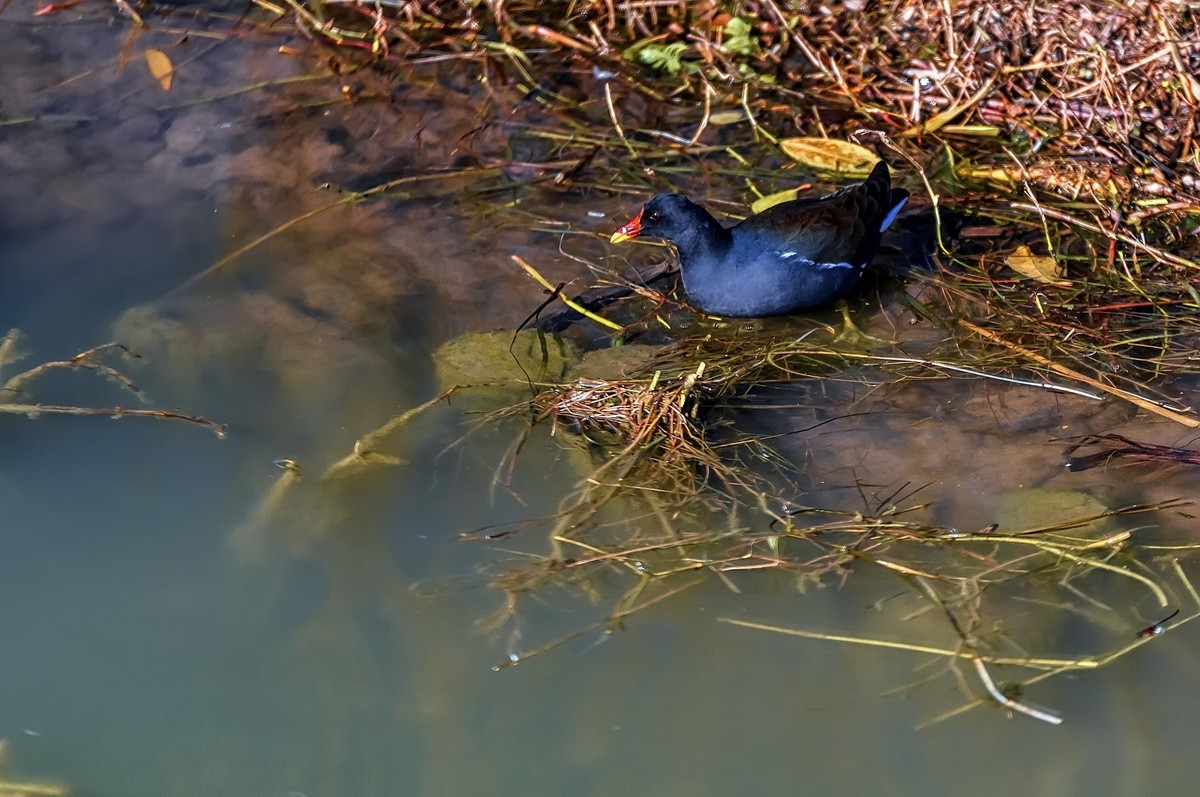 云南大理 · 洱海月湿地