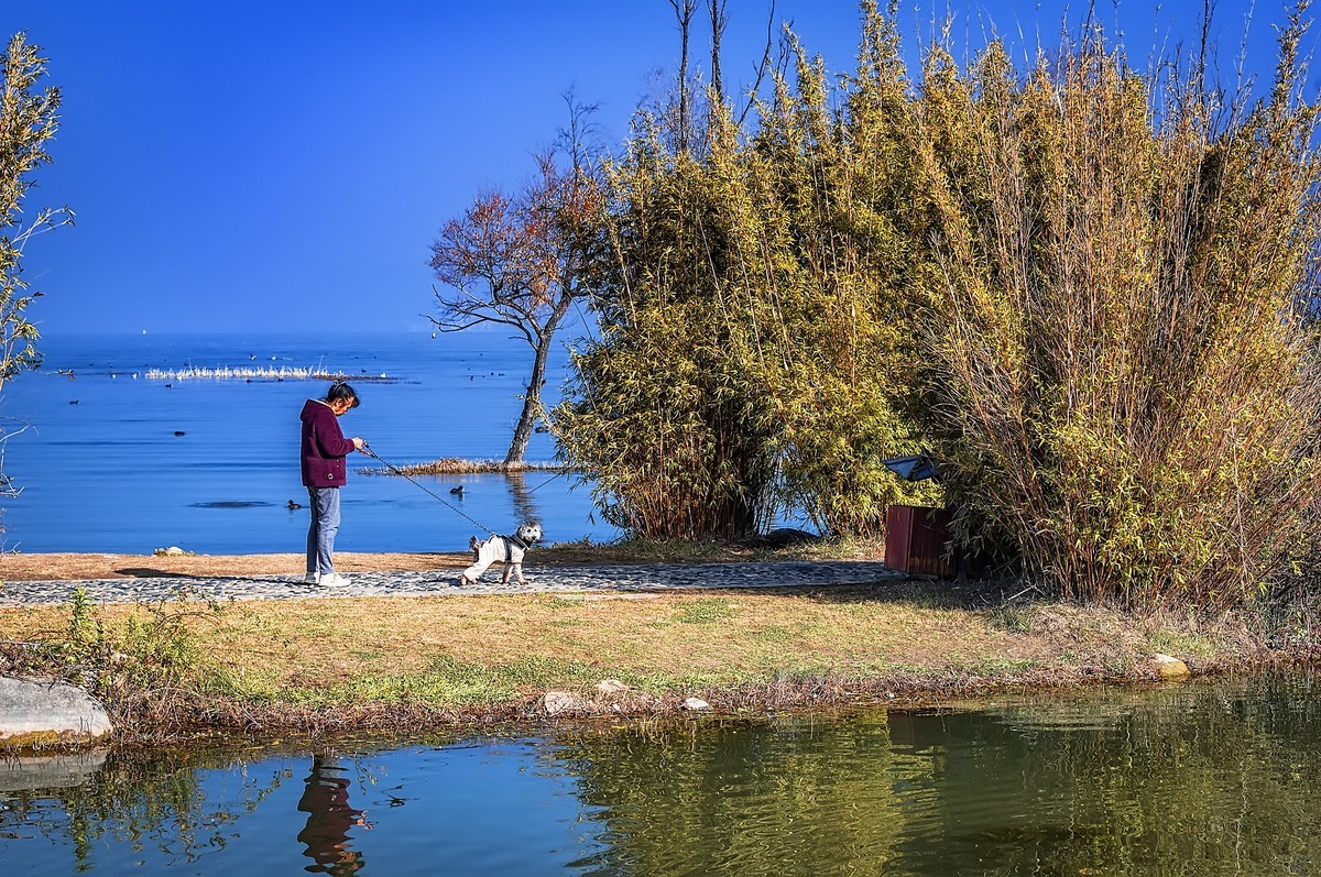 云南大理 · 洱海月湿地