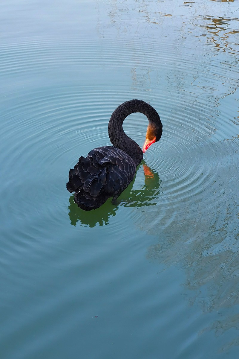 春意盎然诗情画意