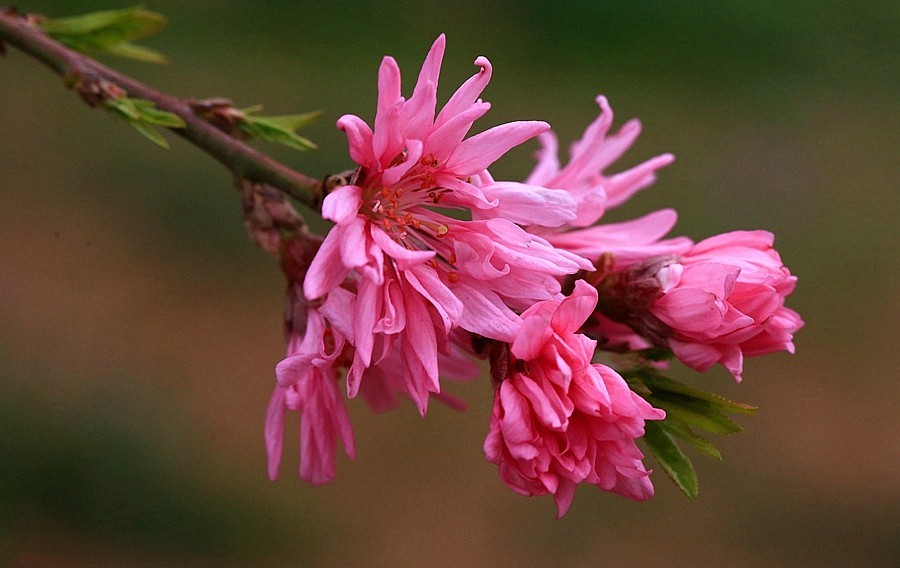 【不老松：纪实摄影】菊花桃！
