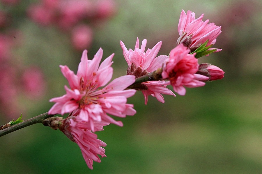 【不老松：纪实摄影】菊花桃！