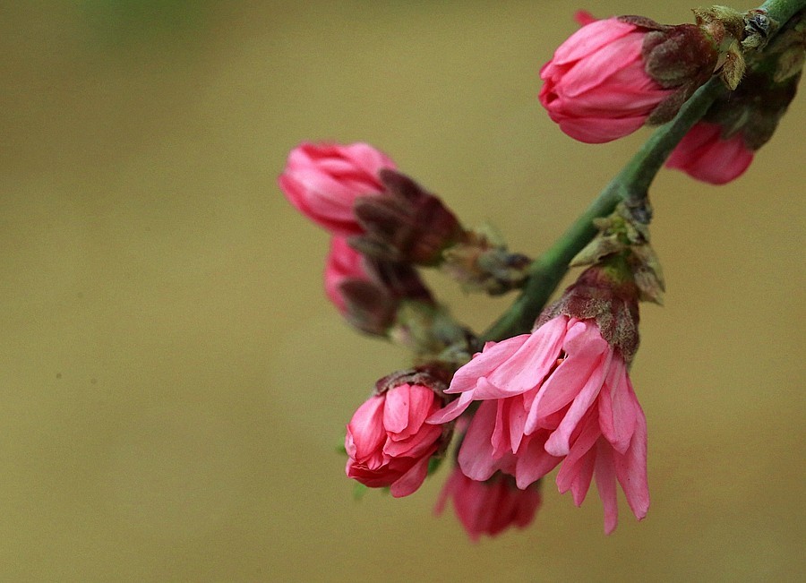 【不老松：纪实摄影】菊花桃！