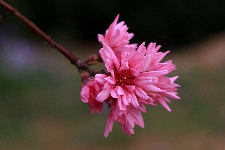 【不老松：纪实摄影】菊花桃！