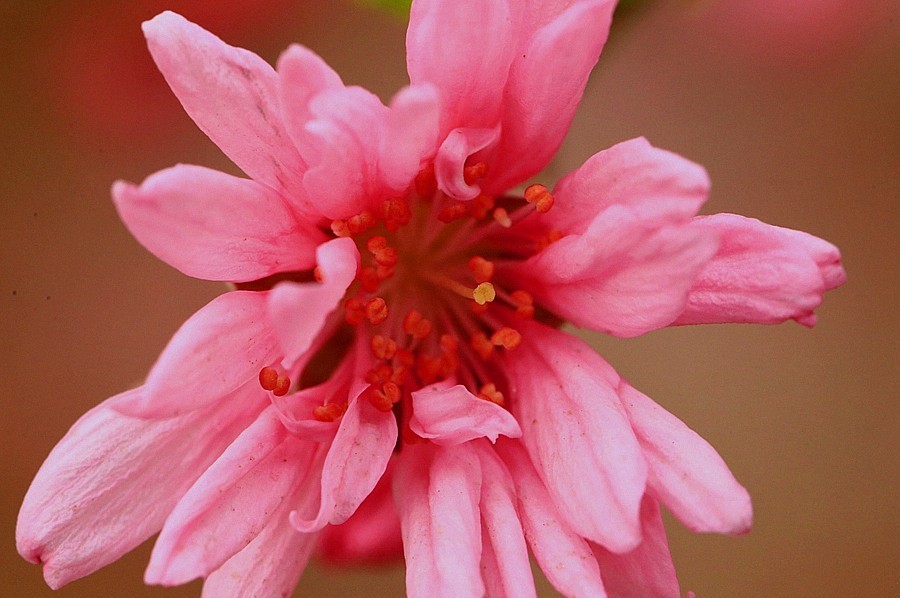 【不老松：纪实摄影】菊花桃！