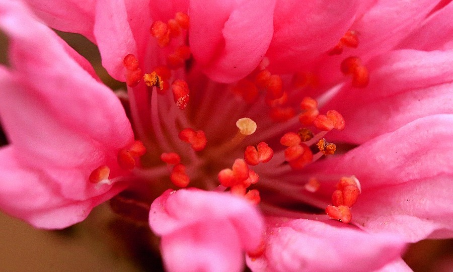 【不老松：纪实摄影】菊花桃！