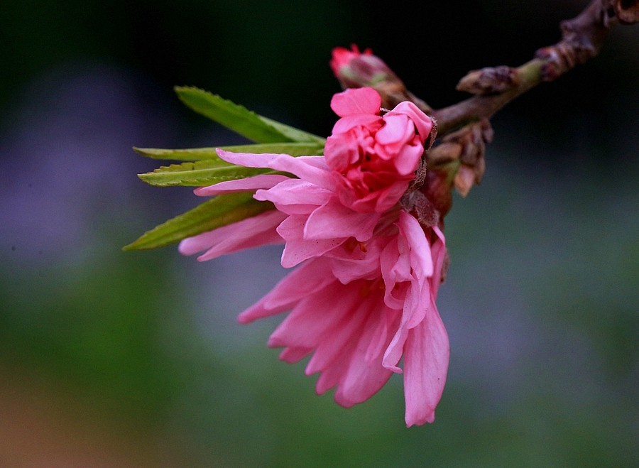 【不老松：纪实摄影】菊花桃！