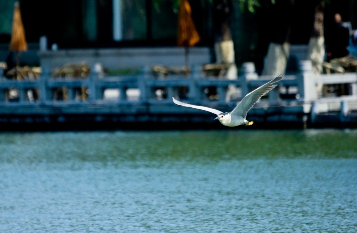 明湖——飞行的夜鹭白鹭