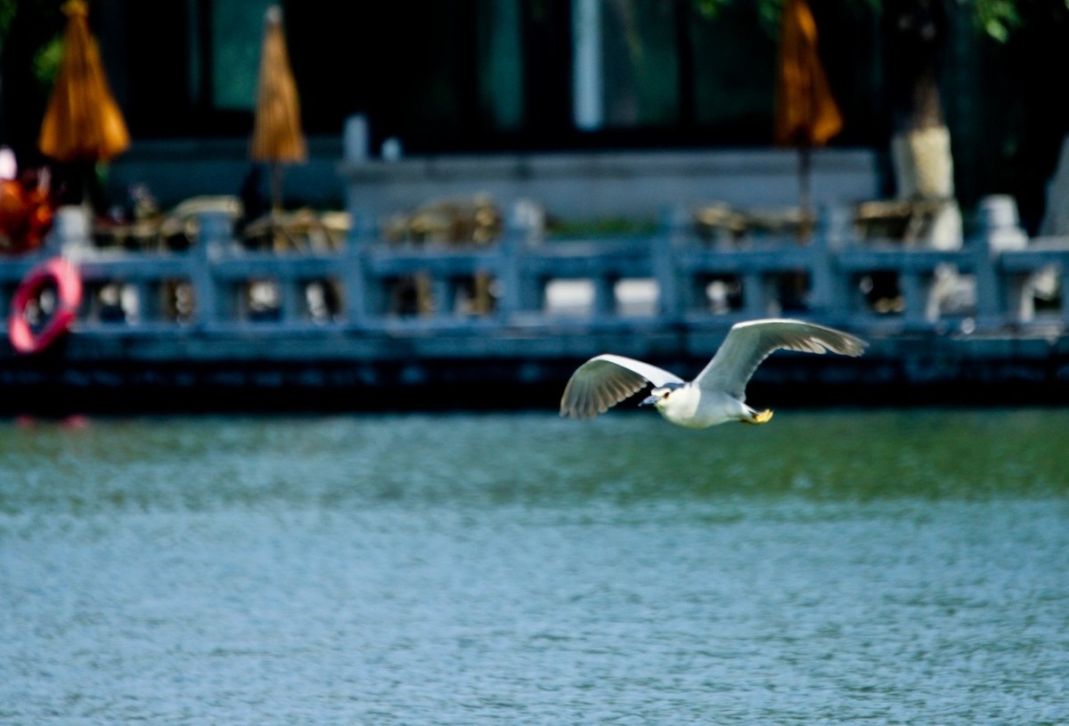 明湖——飞行的夜鹭白鹭