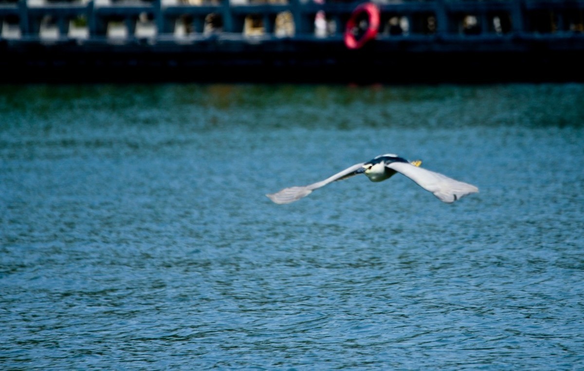明湖——飞行的夜鹭白鹭