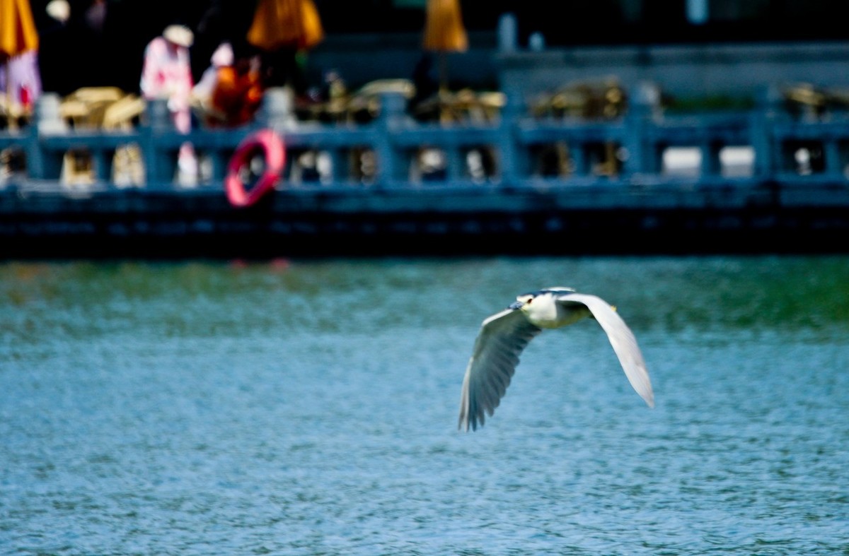 明湖——飞行的夜鹭白鹭
