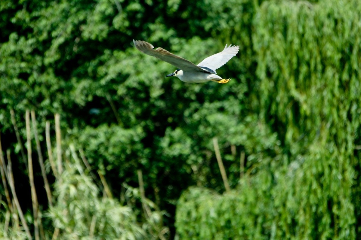 明湖——飞行的夜鹭白鹭