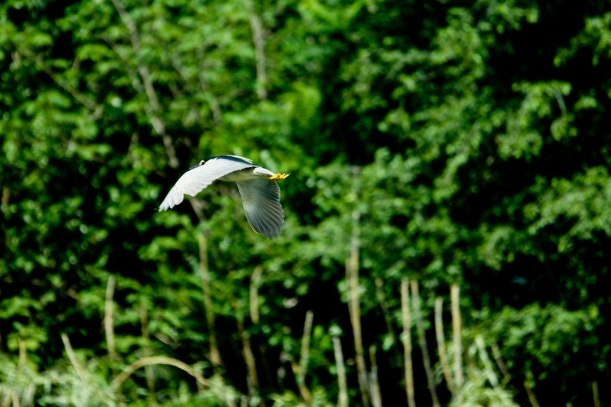 明湖——飞行的夜鹭白鹭