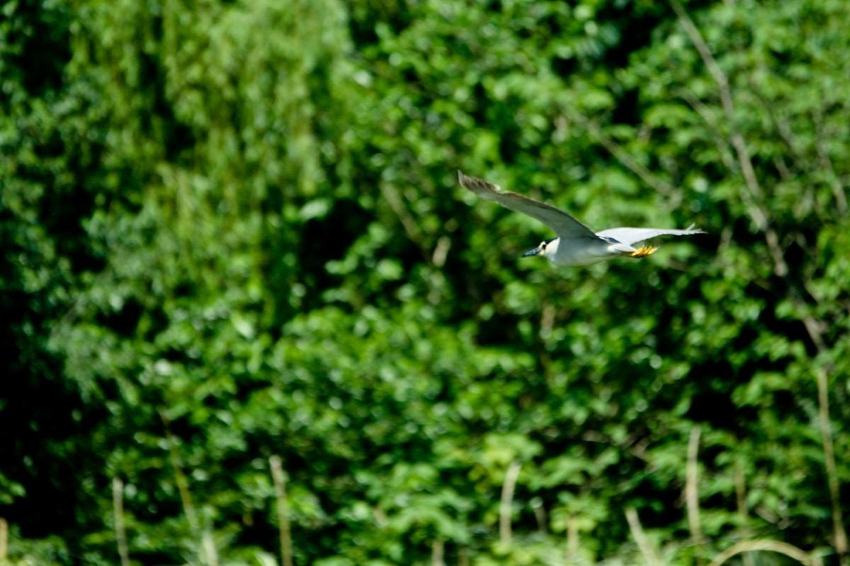 明湖——飞行的夜鹭白鹭