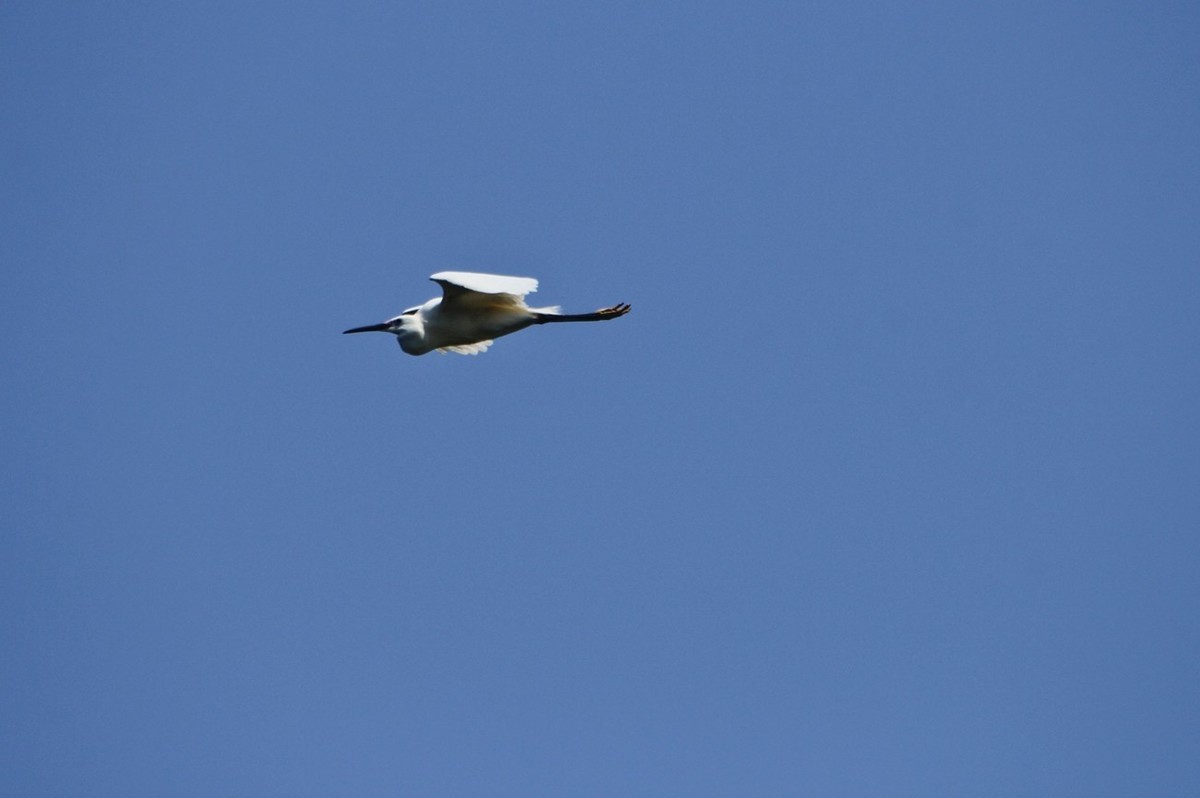 明湖——飞行的夜鹭白鹭