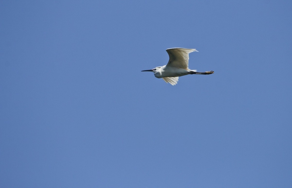 明湖——飞行的夜鹭白鹭