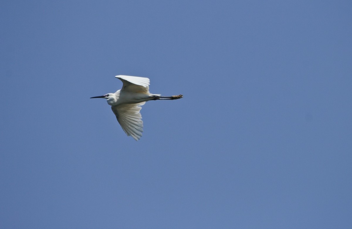 明湖——飞行的夜鹭白鹭