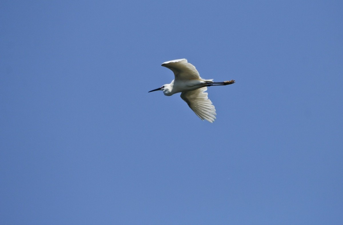 明湖——飞行的夜鹭白鹭