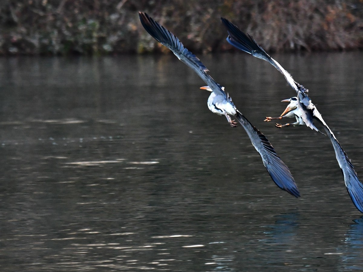 【视觉光影】明 湖 苍 鹭 （8）