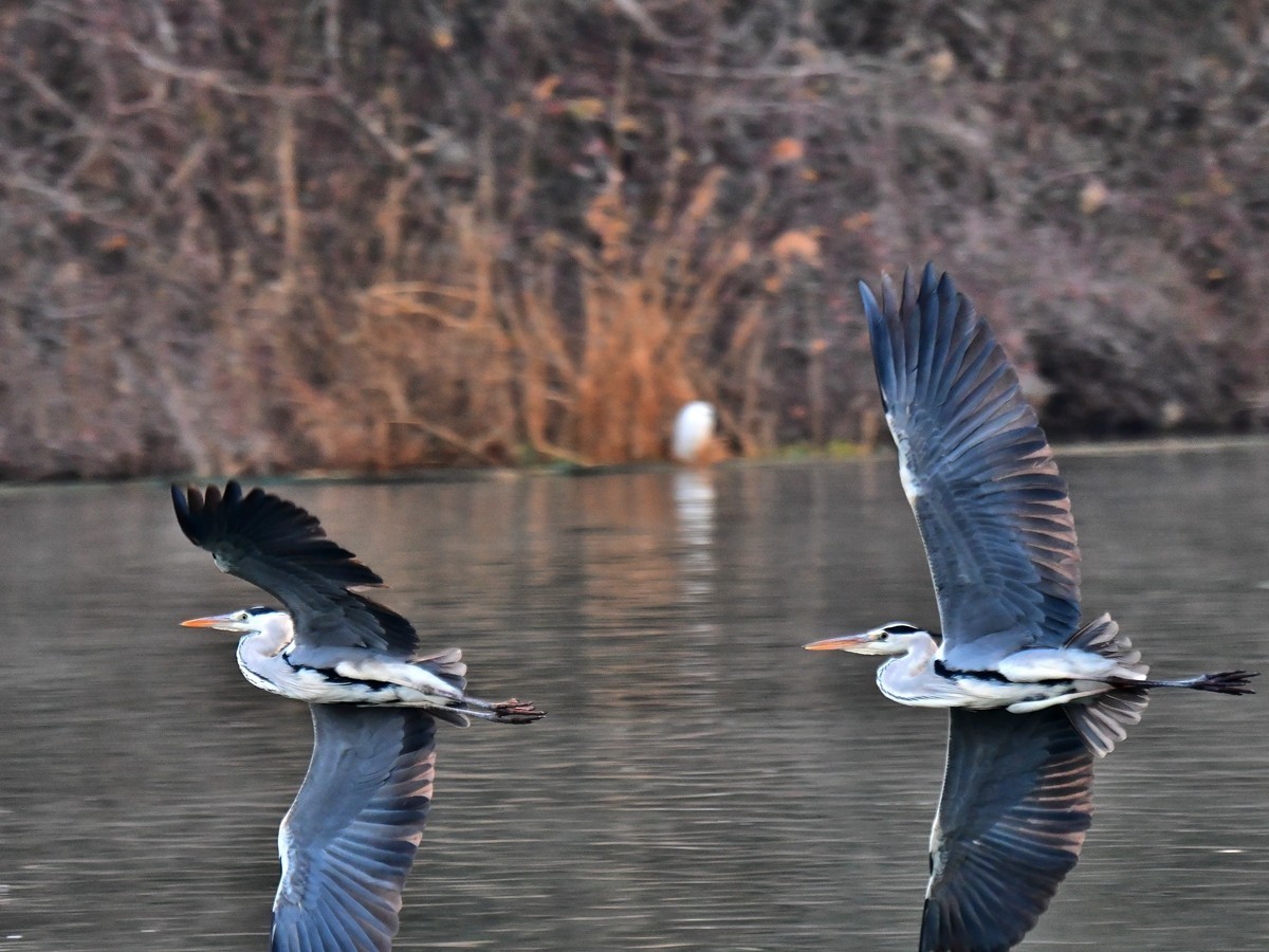 【视觉光影】明 湖 苍 鹭 （8）