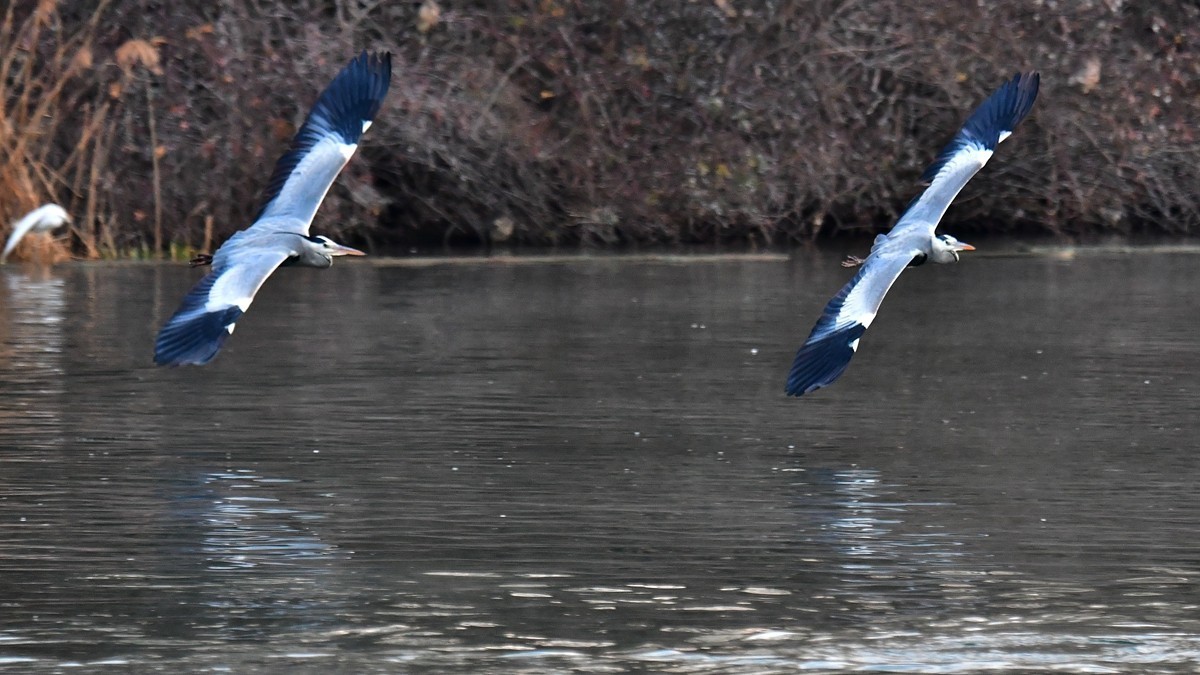 【视觉光影】明 湖 苍 鹭 （8）
