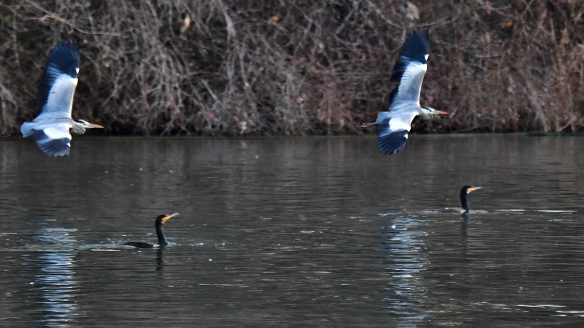 【视觉光影】明 湖 苍 鹭 （8）
