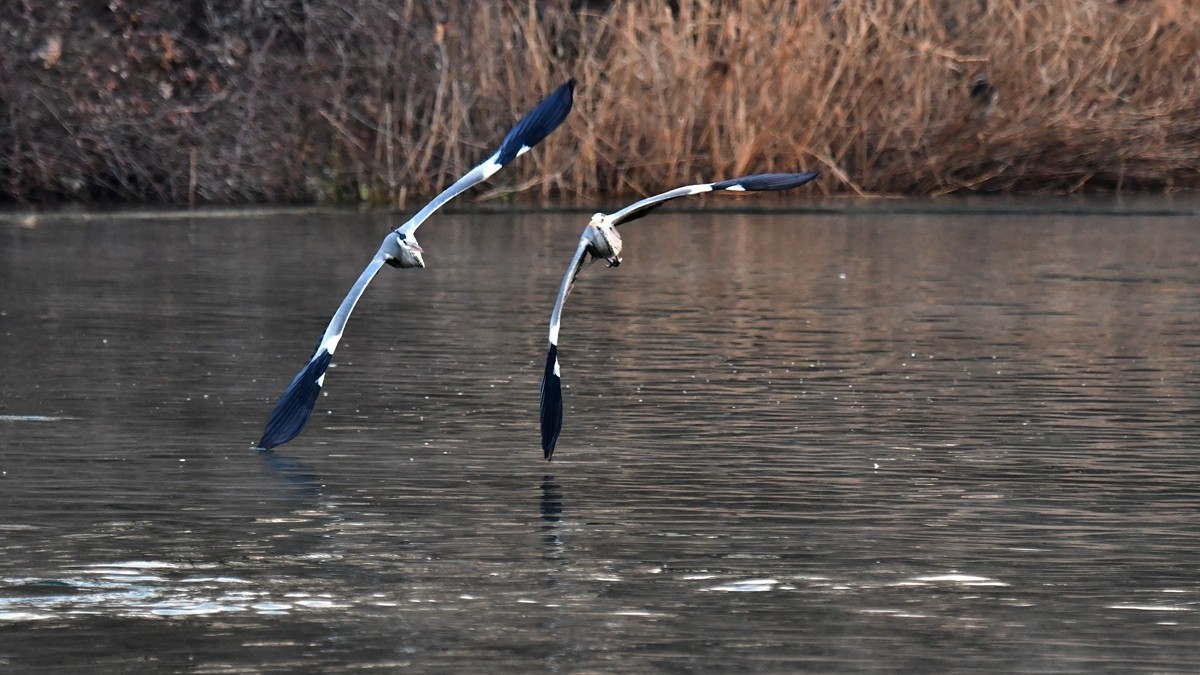 【视觉光影】明 湖 苍 鹭 （8）