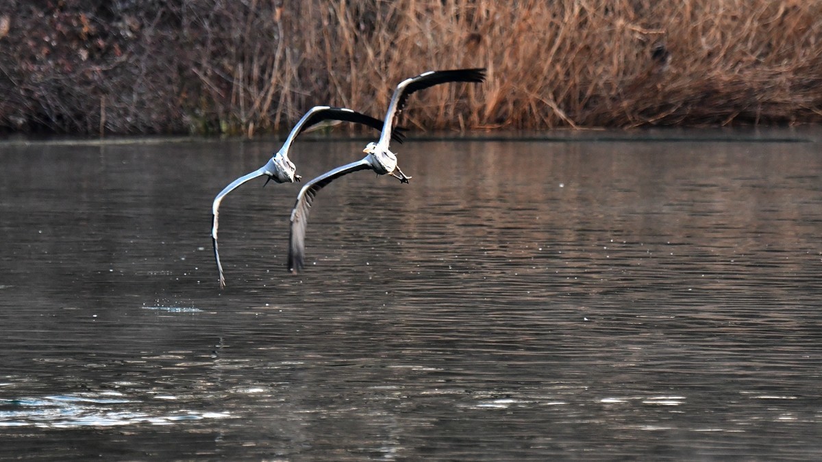 【视觉光影】明 湖 苍 鹭 （8）