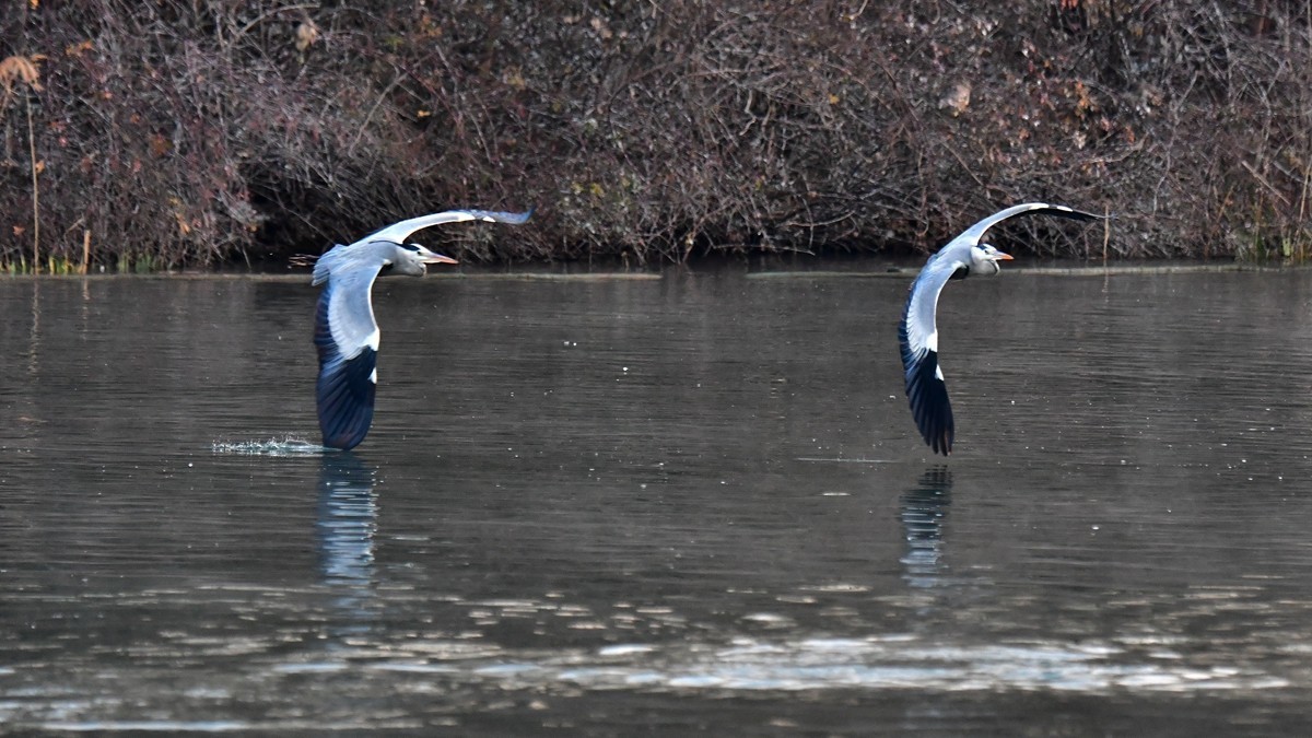 【视觉光影】明 湖 苍 鹭 （8）