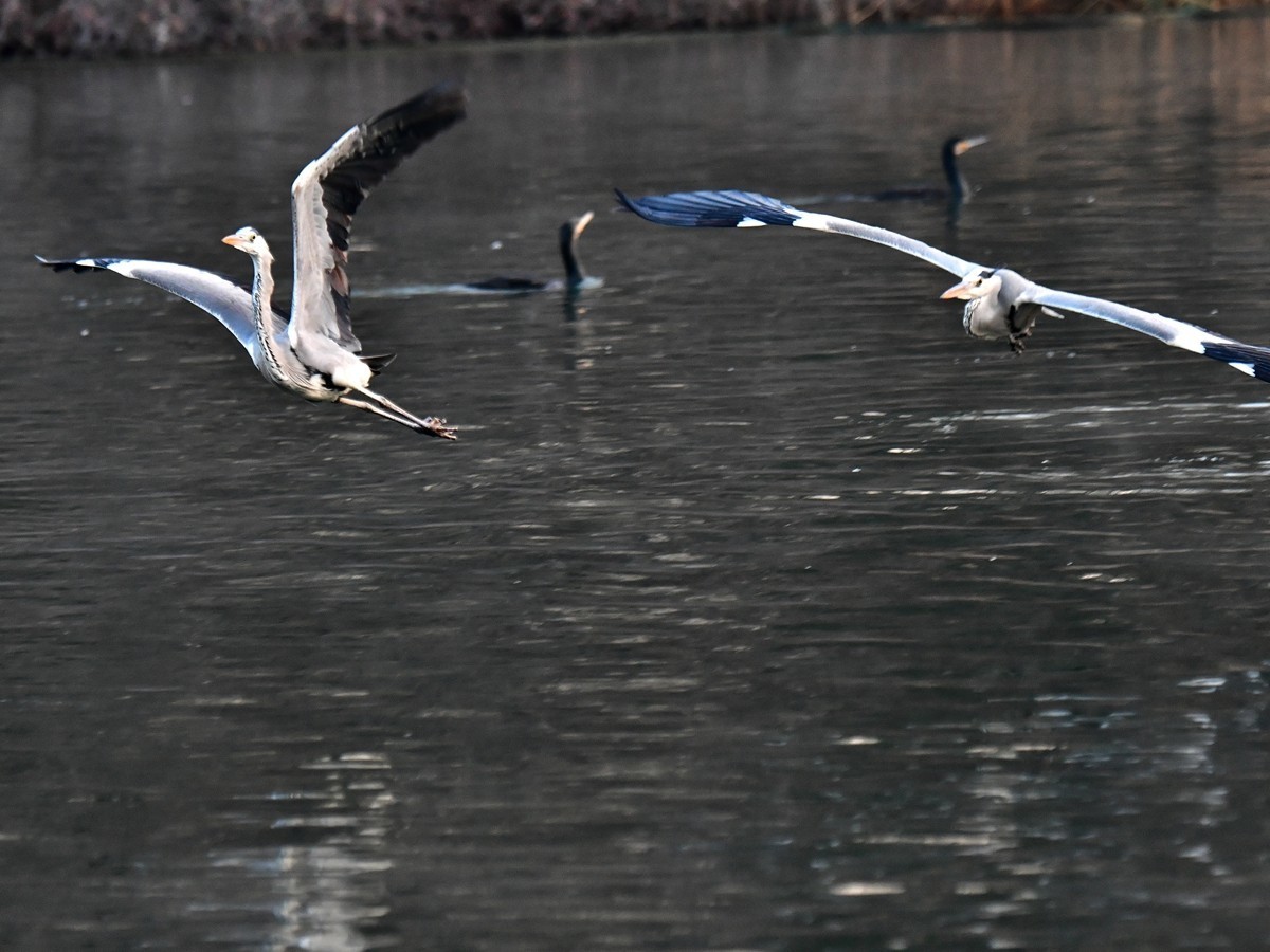 【视觉光影】明 湖 苍 鹭 （8）