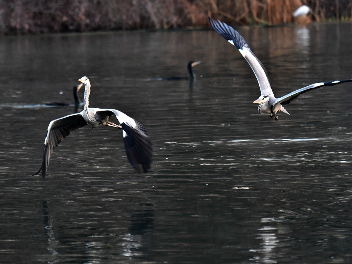 【视觉光影】明 湖 苍 鹭 （8）