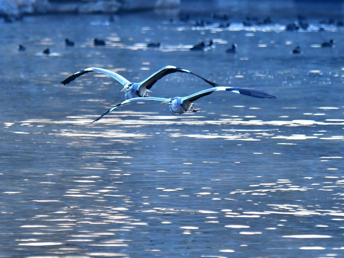 【视觉光影】明 湖 苍 鹭 （8）