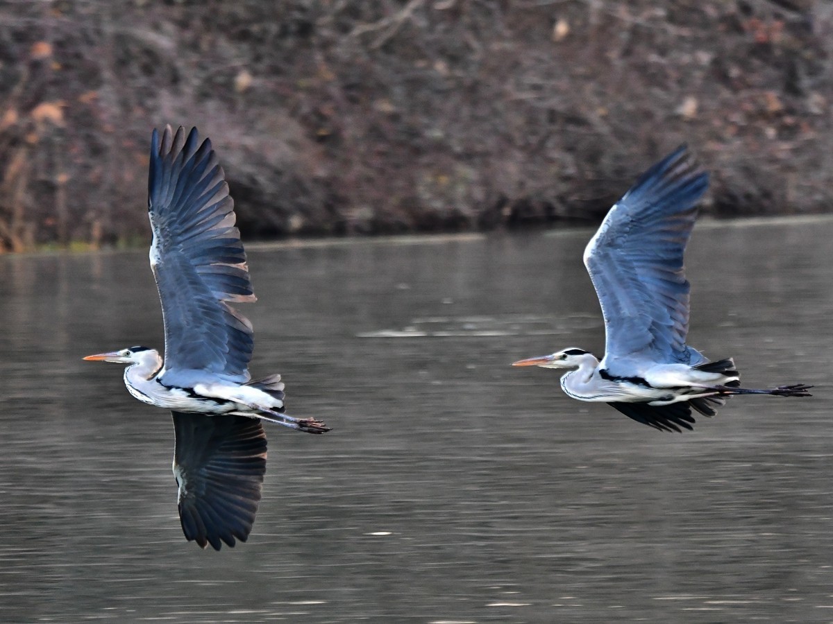 【视觉光影】明 湖 苍 鹭 （8）