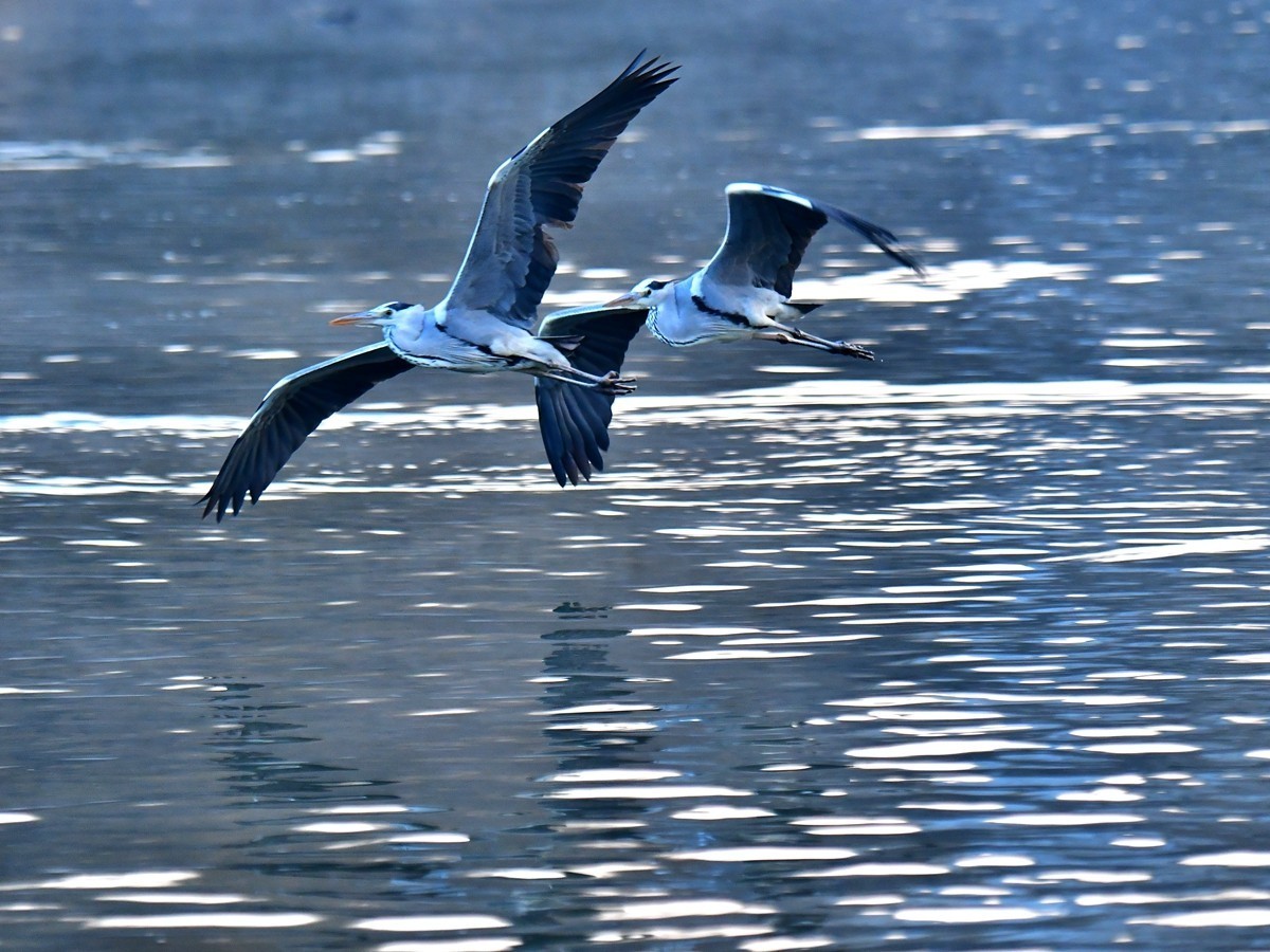 【视觉光影】明 湖 苍 鹭 （8）