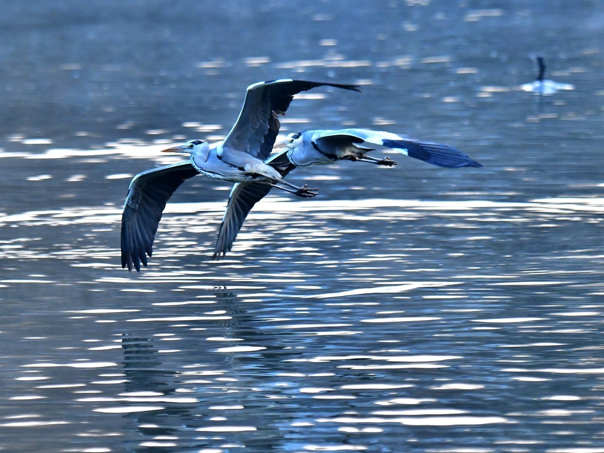 【视觉光影】明 湖 苍 鹭 （8）
