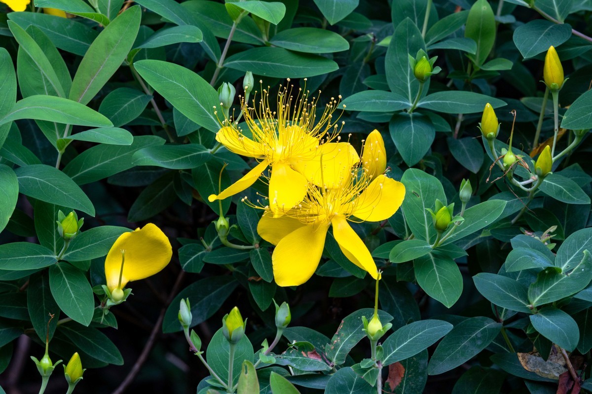 庐州印象（479）公园小区