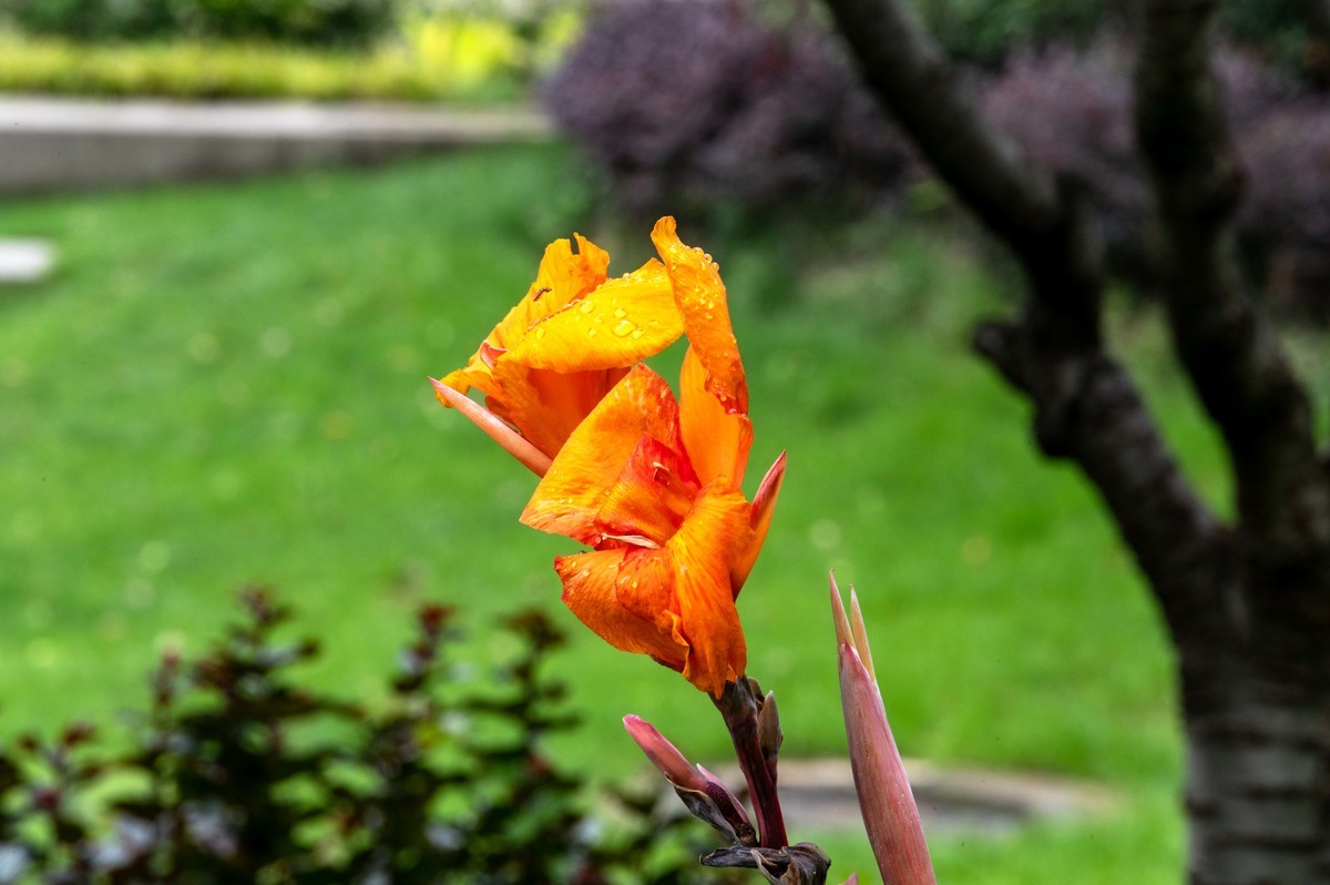 庐州印象（479）公园小区