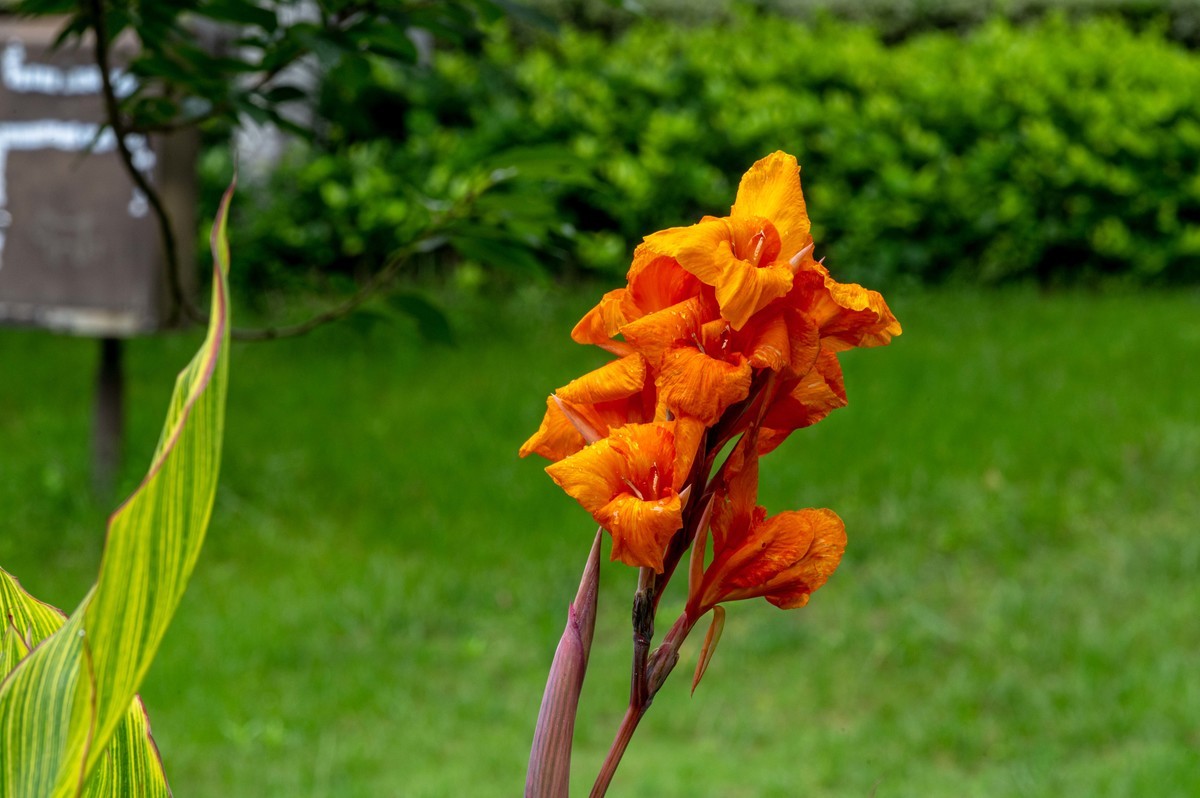 庐州印象（479）公园小区