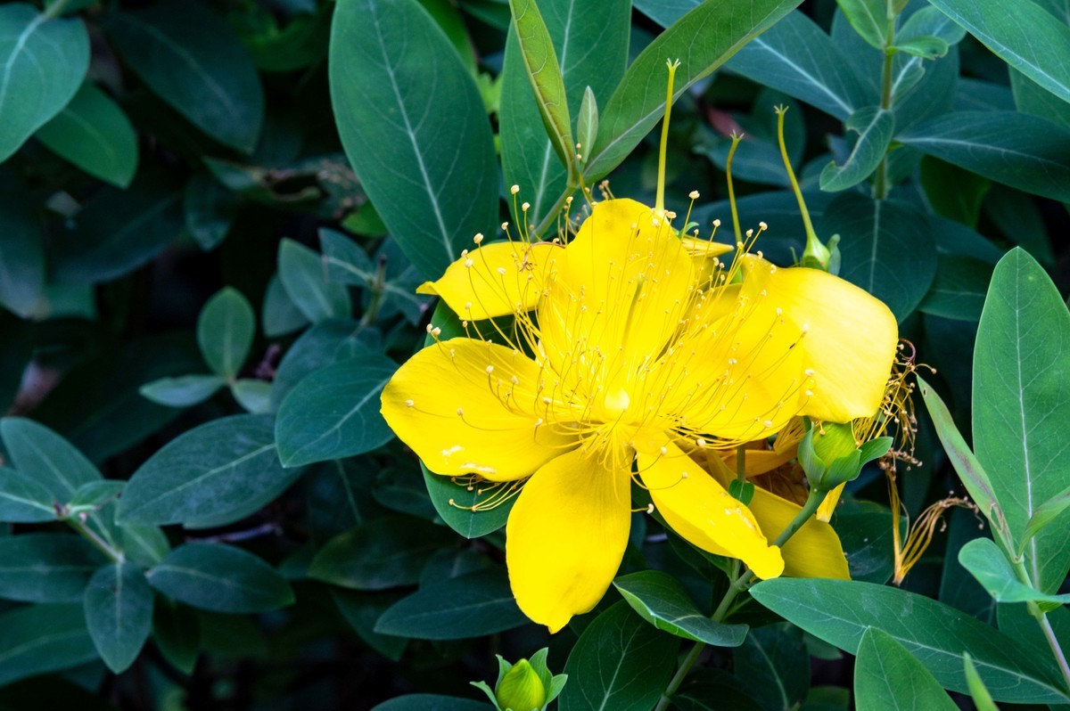 庐州印象（479）公园小区