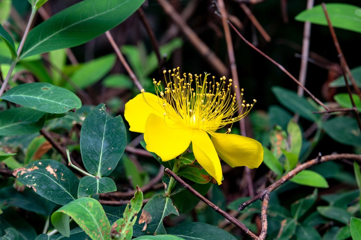庐州印象（479）公园小区