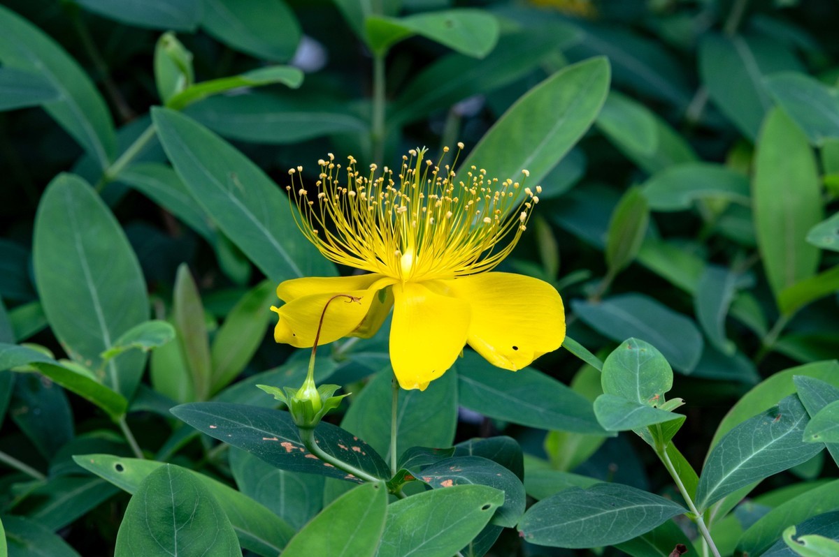 庐州印象（479）公园小区