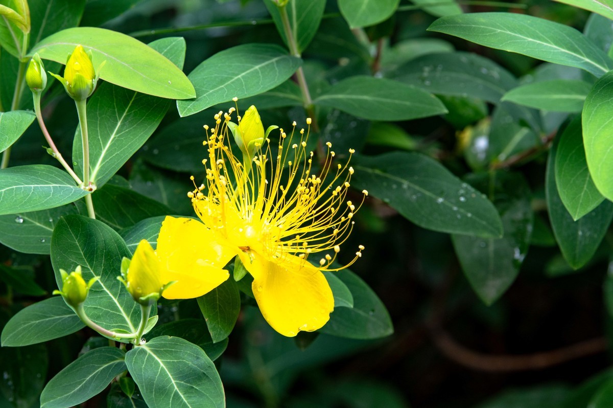 庐州印象（479）公园小区