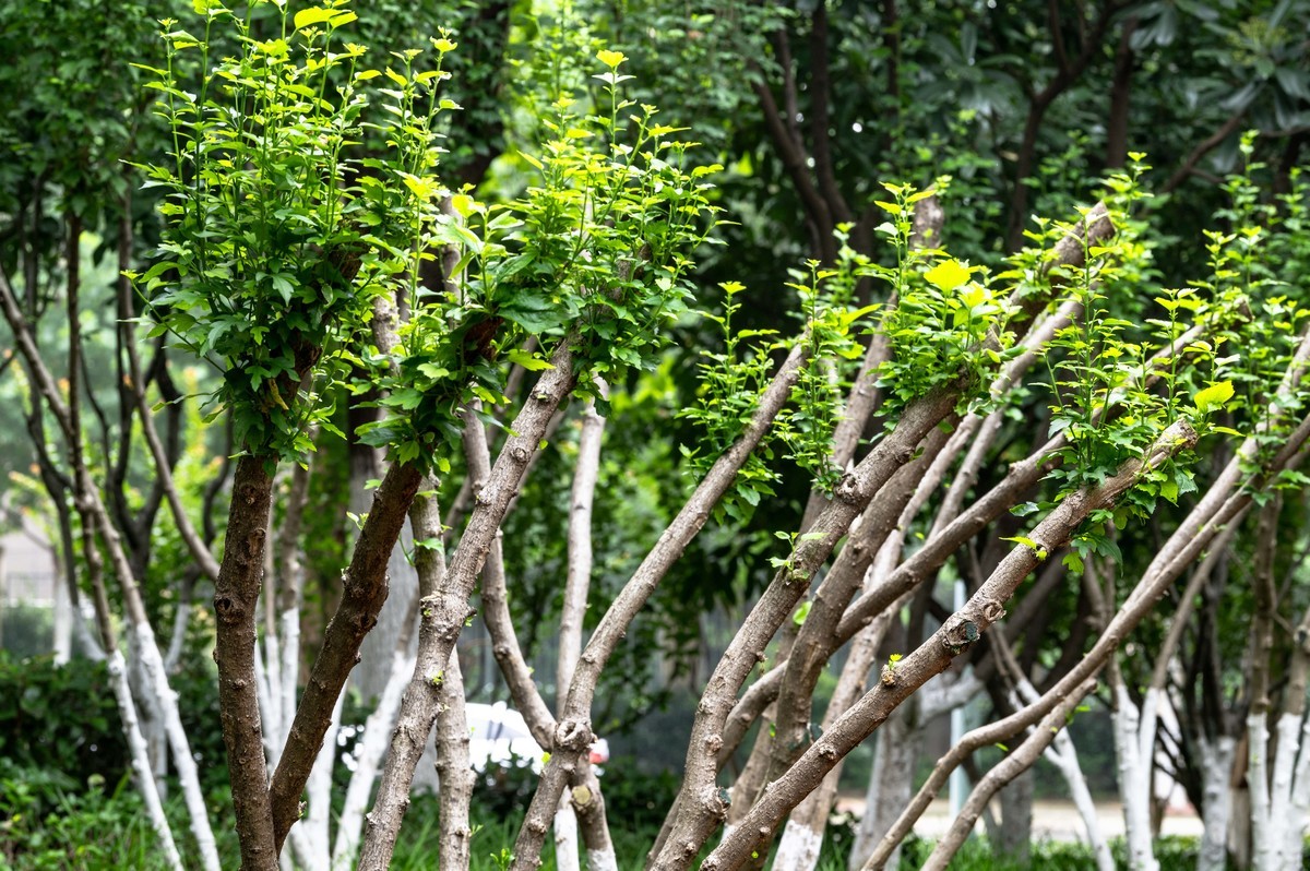 庐州印象（479）公园小区