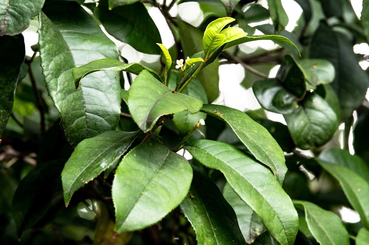 庐州印象（479）公园小区