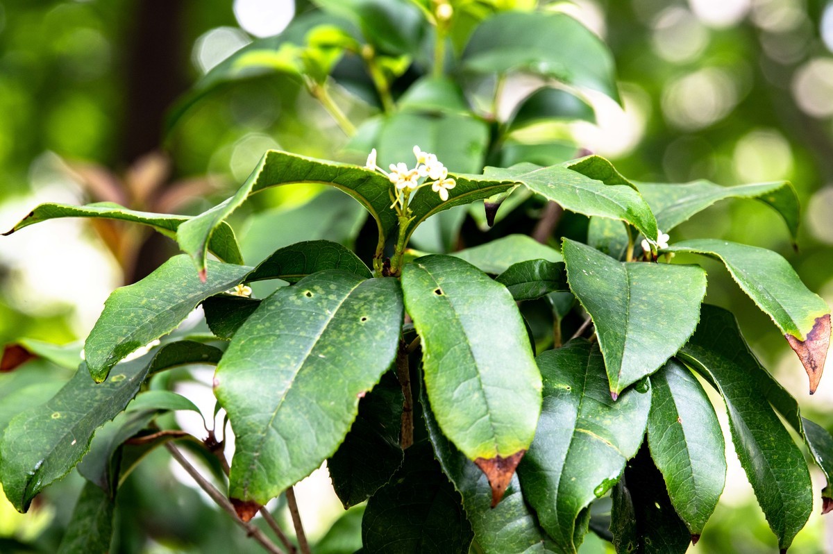 庐州印象（479）公园小区