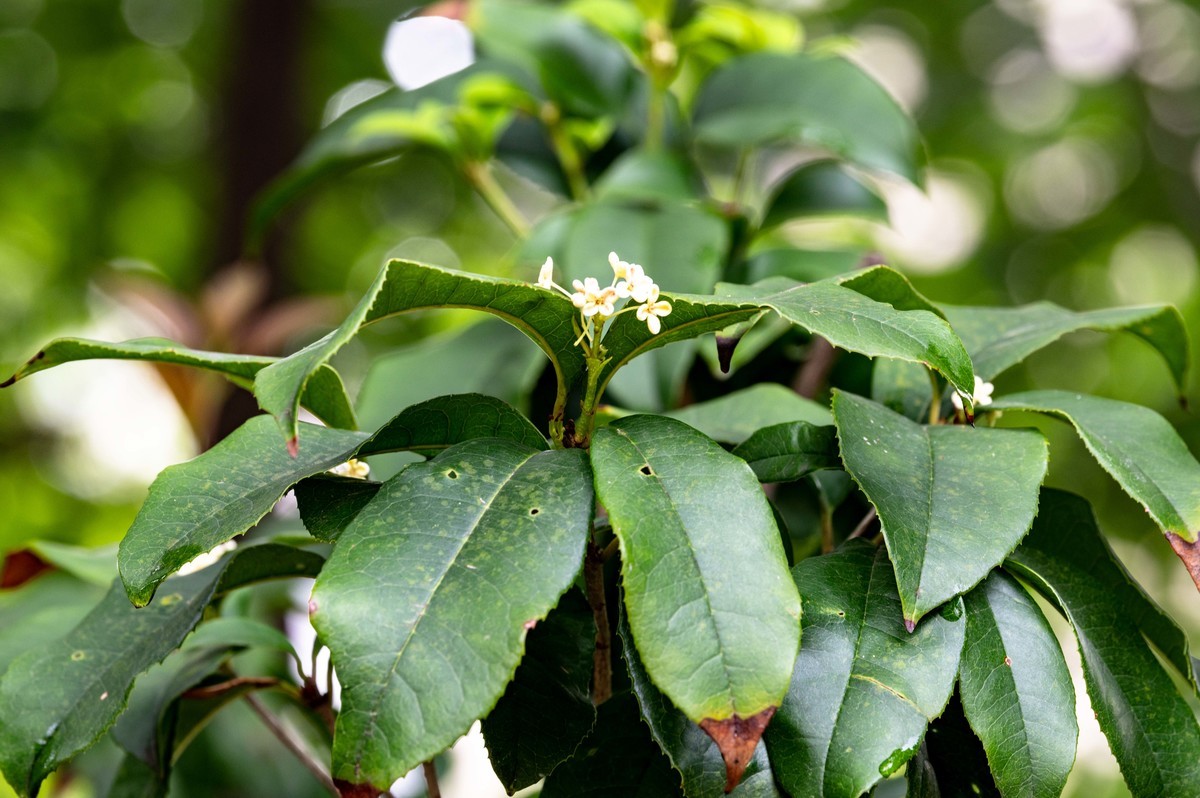 庐州印象（479）公园小区