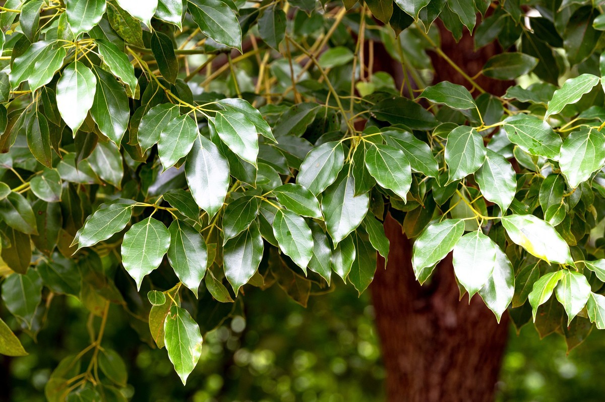 庐州印象（479）公园小区